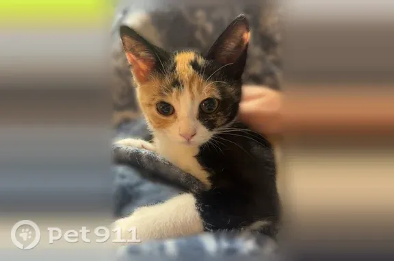 Lost cat, Old Vincennes Road, 3301, New Albany — very timid calico kitten - photo