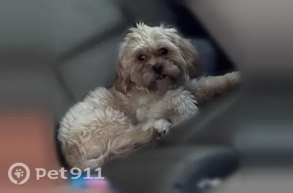 Lost dog, Hollywood Avenue, 3101, Wichita Falls - small light brown Shih Tzu - photo