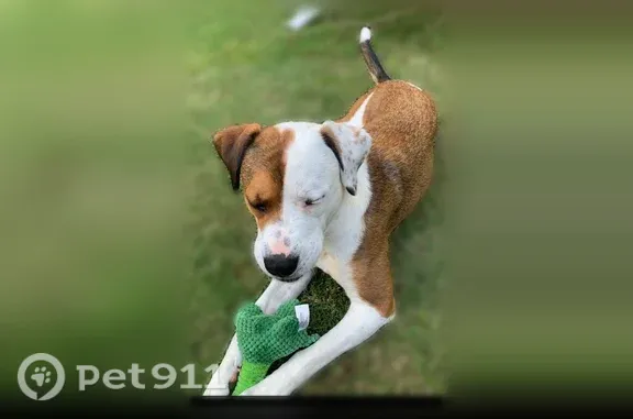 Lost dog, East Mallard Creek Church Road, 201, Charlotte - female, white and brown, pink collar - photo