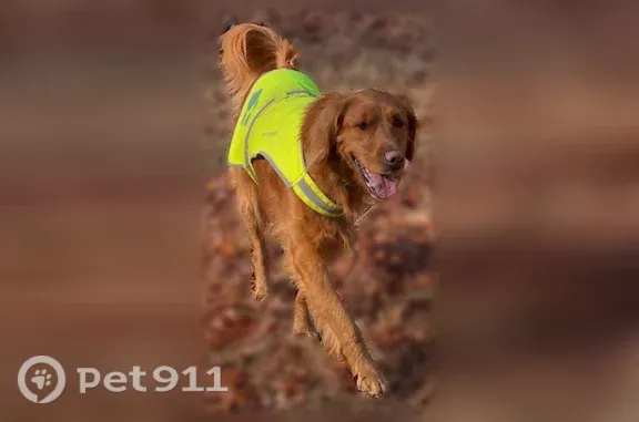 Lost dog, Moss Road, Creedmoor - female golden retriever - photo