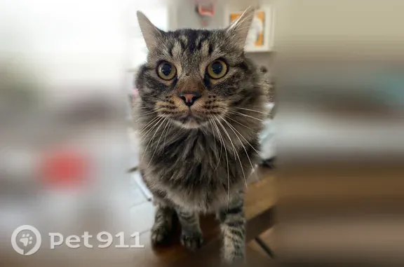 Lost cat, Bethel Church Road, 20705, Cornelius, Arlington - photo
