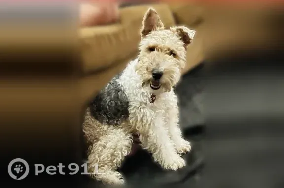 Lost dog, Moosedeer Drive, 2524, Ontario - tri-color wire Fox Terrier, 13.5 years old - photo