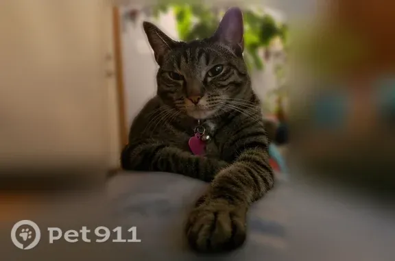 Lost cat, Northeast 163rd Street, Washington, Battle Ground - female with brown collar - photo