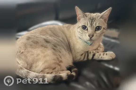 Lost cat, Montclair Drive, 1516, Modesto - blue eyes, gray stripes - photo
