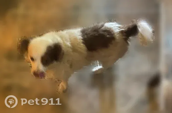 Lost dog, Oates Drive, 2807, Dallas - male - photo