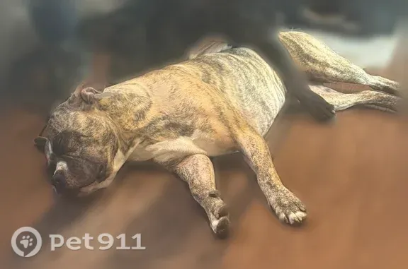 Missing dog Buffalo, photo: Lost dog, Griffith Street, 283, Buffalo - male