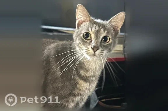 Lost cat, Blacklick Street, 639, Groveport, Columbus - photo