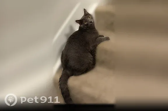 Lost cat, Song Sparrow Lane, 6372, New Albany — male, 1 year old - photo