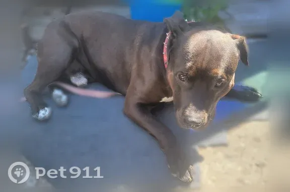 Found pets Des Moines, photo: Found dog, 16th Avenue South, 26005, Des Moines — pink spiked collar