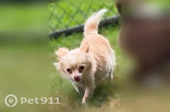 Lost dog, Fire Road 110, 416, Hawkinsville, Pembroke Pines - photo