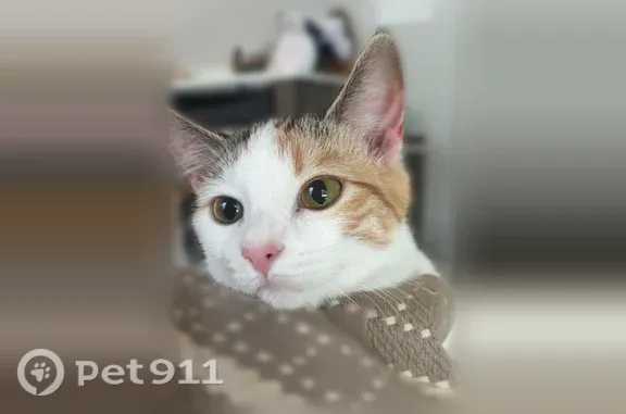 Missing cat Waukee, photo: Lost cat, SE Granite Dr, 1330, Waukee - female calico, green eyes