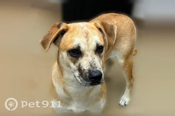 Lost dog, Iron Horse Road, Oakland, Mount Olive - photo