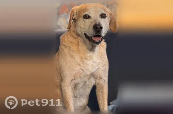 Lost dog, West Borderland Road, 437, El Paso - male, medium size - photo