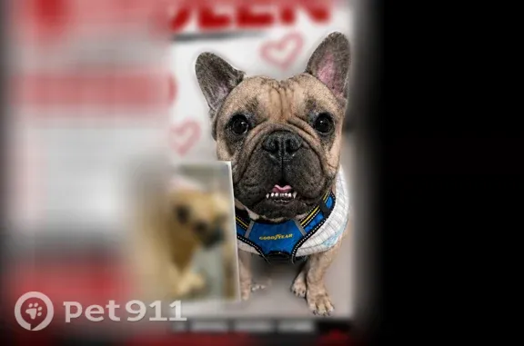Lost dog, Rivard Avenue, Warren, Dearborn - male Frenchie, 3 years old - photo