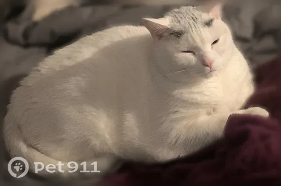 Lost cat, Farm Street, Woonsocket, East Providence - female, timid indoor cat - photo