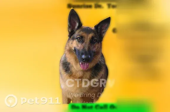 Missing dog Northwest Harwinton, photo: Lost dog, Windmill Road, 1, Northwest Harwinton - female, grey collar with name tag