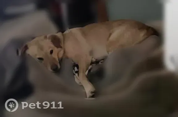 Lost dog, Berrysburg Road, 712, Millersburg - skittish, wearing a collar - photo