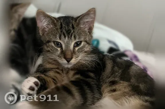 Lost cat, Amherston Drive, 97, Buffalo - male, blue eyes - photo
