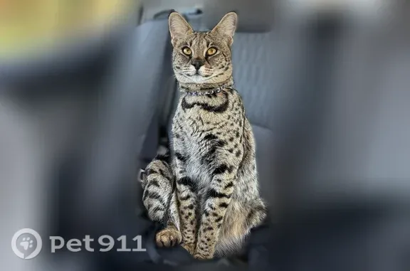 Lost cat, Mang Place, 5347, Sarasota — female Savannah F1 - photo