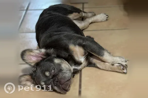 Missing dog Mission, photo: Lost dog, West First Street, 913, Mission - female French Bulldog