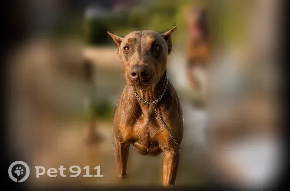 Lost dog, Indianapolis Boulevard, 4714, East Chicago, Arlington - brown - photo