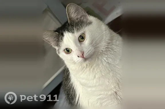 Lost cat, South 13th Street, 803-805, Newark - black and white, shy and timid - photo