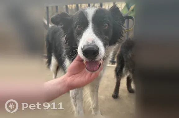 Lost dog, Catlin Road, 205, Wildwood, St. Louis — very sweet Border Collie - photo