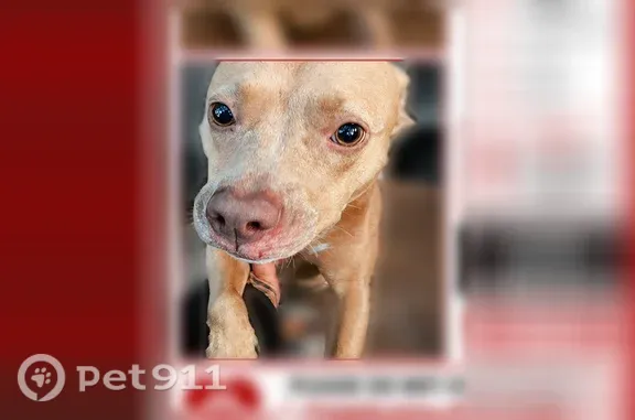 Lost dog, 2nd Street, 2028, Jacksonville - female, light brown with a white chest - photo