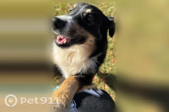 Missing dog Pembroke Pines, photo: Missing dog Male, Pembroke Pines (usl543723)