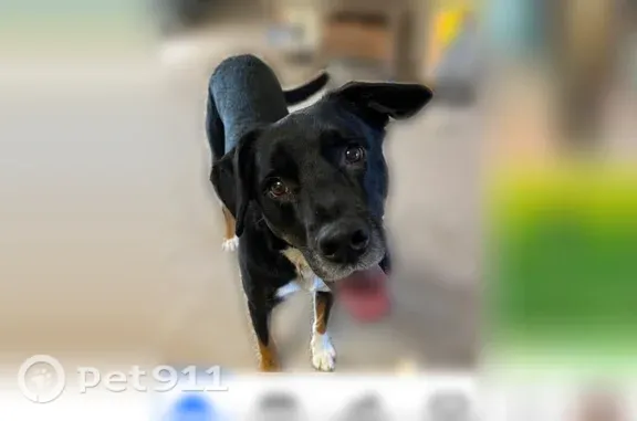 Lost dog, Geryville Pike, 1946, East Greenville, Philadelphia - thin black and tan Shepherd-Lab mix - photo