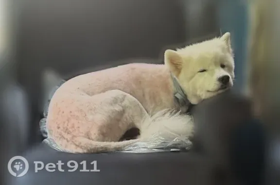 Lost dog, South Terwilleger Boulevard, 2613, Tulsa — female Samoyed - photo