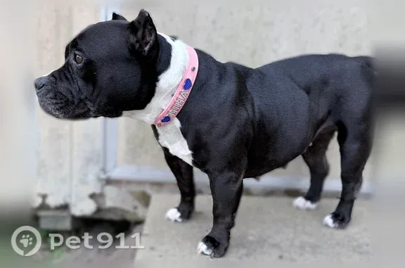 Missing dog Texarkana, photo: Lost dog, Texarkana, Texas, Minneapolis — female, black and white, very friendly