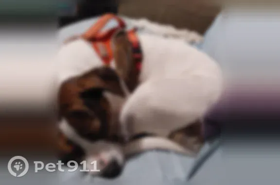 Lost dog, Debonair Drive, 3835, Knoxville, Oak Ridge - female, white and brown with eye mask - photo