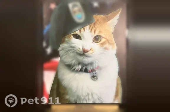 Lost cat, Rock Way, 4070, Central Point - female, orange and white, blue flea collar - photo