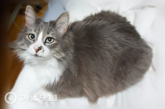 Lost cat, Howe Street, 155, Se...