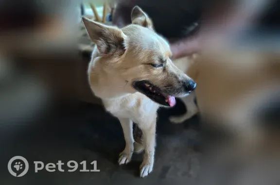 Found dog Dayton, photo: Found dog, Wilmington Pike, 4320, Dayton - safe