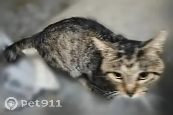 Lost cat, West 11th Street, 30...