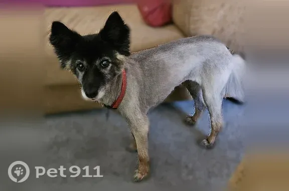 Lost dog, Lisa Kelton Place, Santa Clarita — female, black and tan, red collar - photo