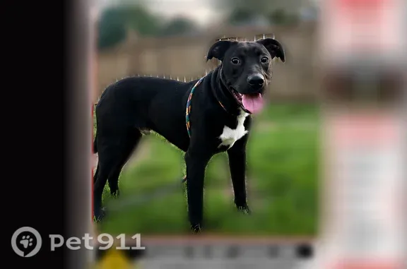 Missing dog Davenport, photo: Lost dog, North Sturdevant Street, 3416, Davenport — black and white lab mix