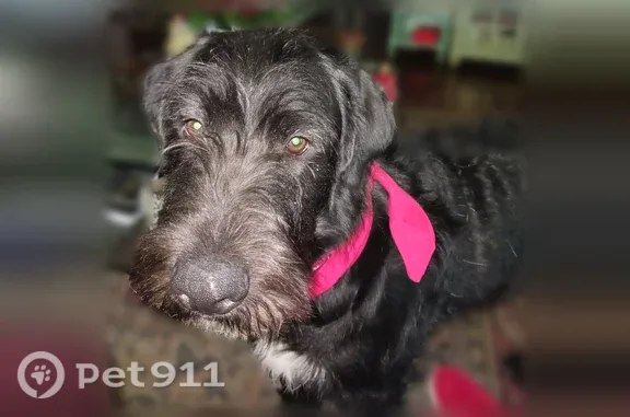 Lost dog, Walton, Kentucky, Columbus — tall, skinny, long - photo