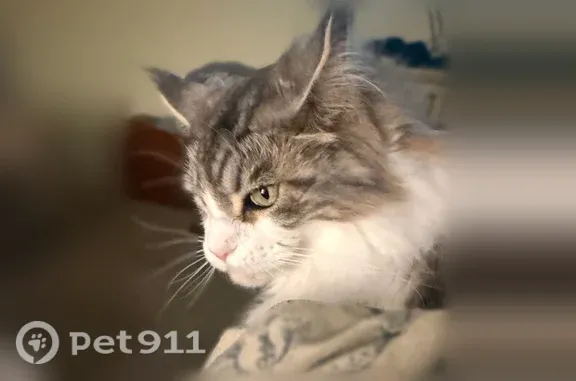 Lost cat, Hillbrook Way, Pensa...