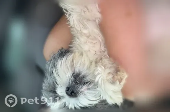 Lost dog, Montana Avenue, 17115, El Paso - male, gray and white, shy - photo