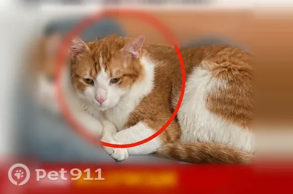 Lost cat, Fonda Drive, 9926, M...