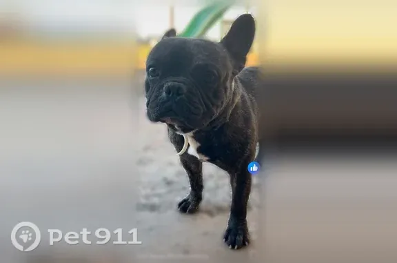 Lost dog, East 17th Street, 833, Westside, Odessa - brindle male dog named Pancho - photo
