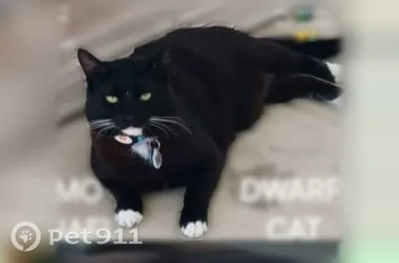 Lost cat, North San Mateo Driv...