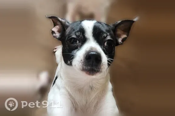 Lost dog, North 42nd Street, 3...