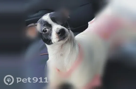 Lost dog, North 42nd Street, 3...