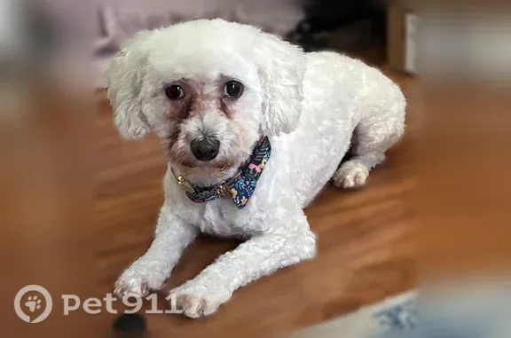 Lost and found pets USA, photo: Lost dog, female, Carrleigh Parkway, 8231, West Springfield - white Bichon with red collar and leash