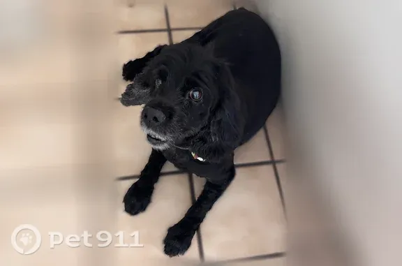 Lost dog, Lunaai Place, Maunaw...