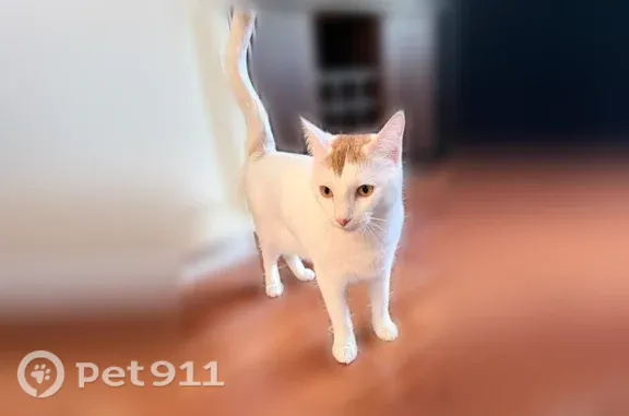 Lost cat, Rosemary Lane, 1, Bo...